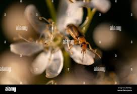 Attēlu rezultāti vaicājumam “Orsodacne cerasi”