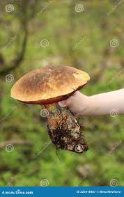 Attēlu rezultāti vaicājumam “Sutorius luridiformis”