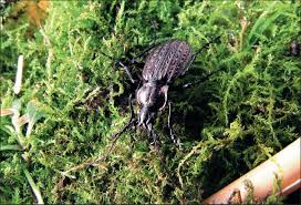 Attēlu rezultāti vaicājumam “Carabus granulatus”