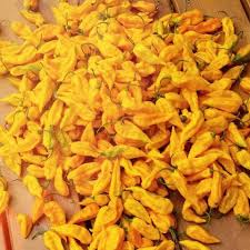 Afbeeldingsresultaat voor yellow fratali hot pepper