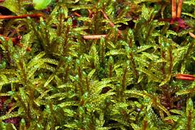 Attēlu rezultāti vaicājumam “Pleurozium schreberi sporophyte”