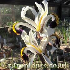 Attēlu rezultāti vaicājumam “Iris rosenbachiana flower”