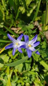 Attēlu rezultāti vaicājumam “Scilla luciliae”