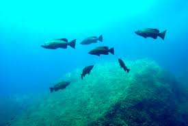 Image result for Mycteroperca rubra