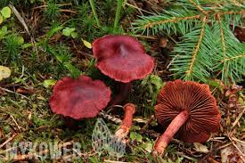 Attēlu rezultāti vaicājumam “Cortinarius sanguineus”