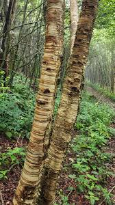 Attēlu rezultāti vaicājumam “Betula alleghaniensis”