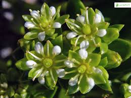 Attēlu rezultāti vaicājumam “Honckenya peploides leaf”