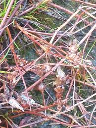 Attēlu rezultāti vaicājumam “Juncus bulbosus fruit”