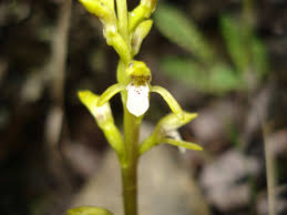 Attēlu rezultāti vaicājumam “Corallorhiza trifida flower”