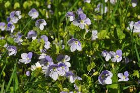 Attēlu rezultāti vaicājumam “Veronica filiformis”