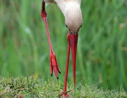 Attēlu rezultāti vaicājumam “Ciconia ciconia juvenile”