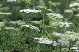 Attēlu rezultāti vaicājumam “Cenolophium denudatum”