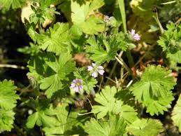 Attēlu rezultāti vaicājumam “Geranium pusillum”