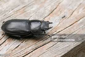 Attēlu rezultāti vaicājumam “Dorcus parallelopipedus”