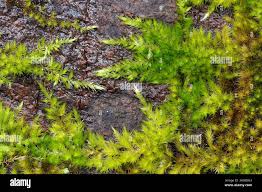 Attēlu rezultāti vaicājumam “Homalothecium sericeum”