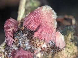 Attēlu rezultāti vaicājumam “Stemonitis flavogenita”