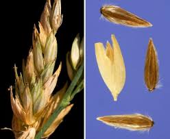 Attēlu rezultāti vaicājumam “Phalaroides arundinacea leaf”