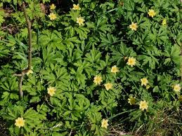 Attēlu rezultāti vaicājumam “Anemone x lipsiensis leaf”