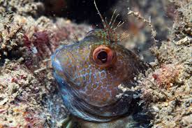 Image result for Torbay Sub-Aqua Club