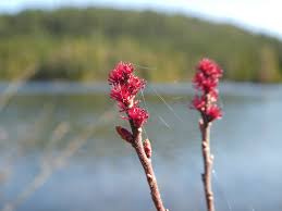Attēlu rezultāti vaicājumam “Myrica gale male flower”