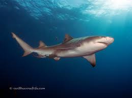 Image result for Negaprion brevirostris