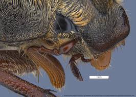 Attēlu rezultāti vaicājumam “Melolontha melolontha”