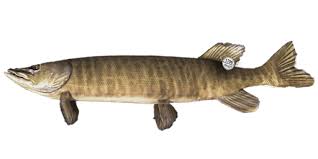Image result for Esox masquinongy