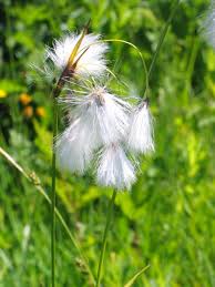 Attēlu rezultāti vaicājumam “Eriophorum latifolium flower”