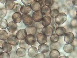 Attēlu rezultāti vaicājumam “Physarum notabile spores”