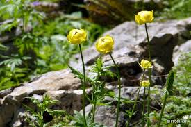 Image result for Trollblume