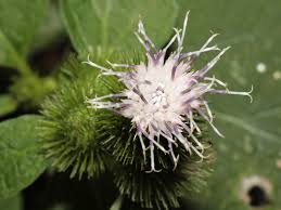 Attēlu rezultāti vaicājumam “Arctium”