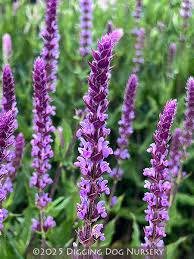 Image result for Salvia nemorosa