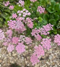 Attēlu rezultāti vaicājumam “Pimpinella major flower”