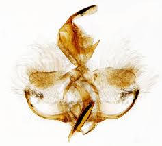 Attēlu rezultāti vaicājumam “Pandemis cinnamomeana”