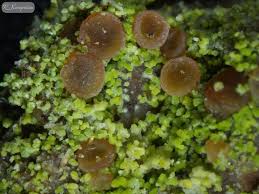 Attēlu rezultāti vaicājumam “Bacidia rubella”