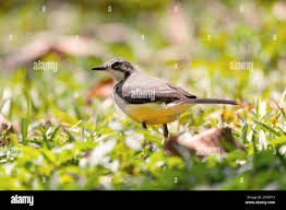 Attēlu rezultāti vaicājumam “Motacillidae”