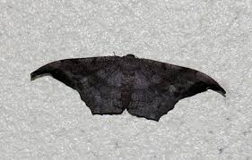 Attēlu rezultāti vaicājumam “Drepanidae”