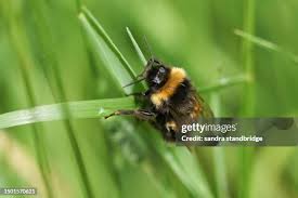 Attēlu rezultāti vaicājumam “Bombus terrestris”
