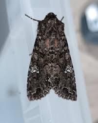 Attēlu rezultāti vaicājumam “Mamestra brassicae”