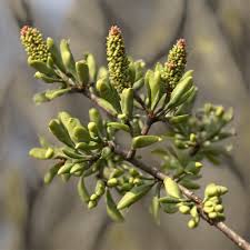 Attēlu rezultāti vaicājumam “Myrica gale fruit”