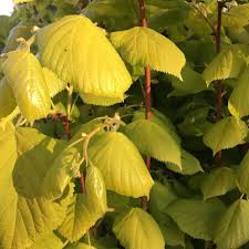 Attēlu rezultāti vaicājumam “Tilia x moltkei”