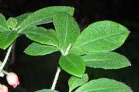 Attēlu rezultāti vaicājumam “Menziesia ferruginea”