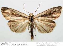 Attēlu rezultāti vaicājumam “Mythimna flammea”