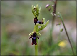 Attēlu rezultāti vaicājumam “Ophrys insectifera leaf”