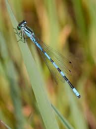 Attēlu rezultāti vaicājumam “Coenagrion hastulatum”