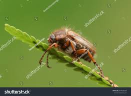 Attēlu rezultāti vaicājumam “Amphimallon solstitiale imago”