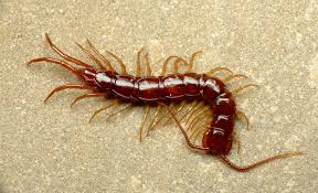 Attēlu rezultāti vaicājumam “Lithobius forficatus”