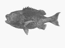 Image result for Cymatoceps nasutus