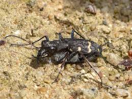 Attēlu rezultāti vaicājumam “Cicindela sylvatica”