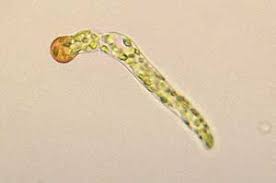 Attēlu rezultāti vaicājumam “Bryoerythrophyllum recurvirostrum sporophyte”